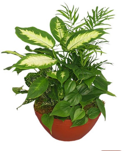 Plant Garden - 00379 