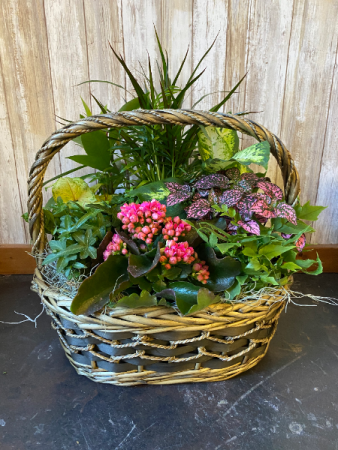 Plant Garden Basket Dish Garden