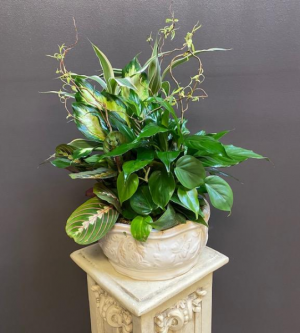 Large Plant Garden Plant Variation