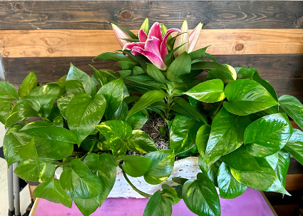 Plant Gazer Plant basket
