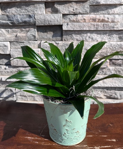 Plant in Butter Fly Pot  plant 