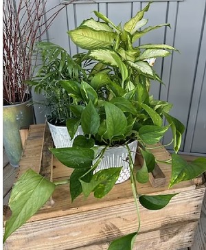 Plant Lover Houseplant