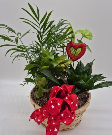 Plant Lovers Potted Plants in Presque Isle, ME | COOK FLORIST, INC.