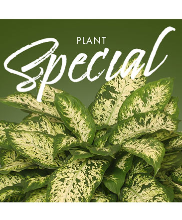 Plant Special Designer's Choice in New Albany, MS | NEW ALBANY FLORAL & GIFTS