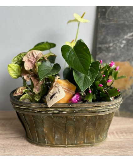 Plant Special Plant