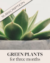Plant Subscription (3) Plant