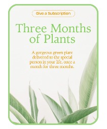 Plant Subscription (3) Plants
