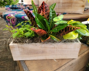 Plant Trio MOTHER'S DAY 