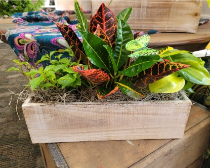 Plant Trio MOTHER'S DAY 