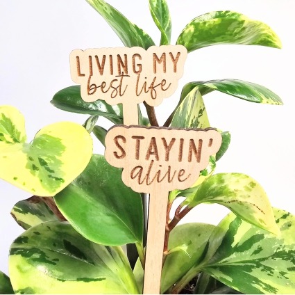 Plant with "Best Life/Alive" Signs Florist's Choice Green Plant