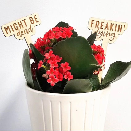Plant with "Dead" Signs Florist's Choice Green Plant