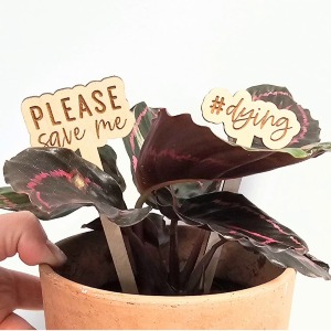 Plant with "Save Me/Dying" Signs Florist's Choice Green Plant