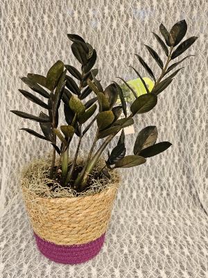 Plant - ZZ Plant 