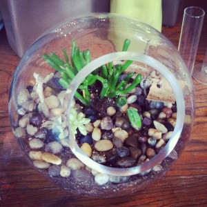 Corrigan succulent