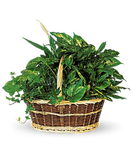 Planter Basket Garden Plant