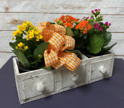 Planter of Plenty Plants