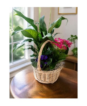 Planter with Peace lily, Violet and Kalanchoe 