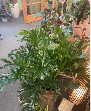 Plants 