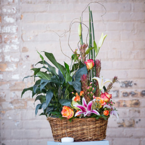 Plants and Blooms plant and arrangement combo