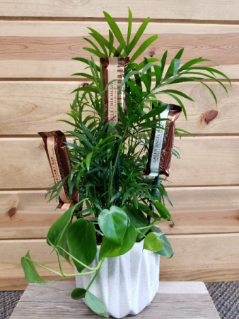 Plants and Candy! 