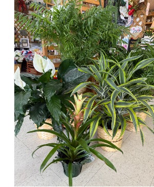 Plants Availability Varies