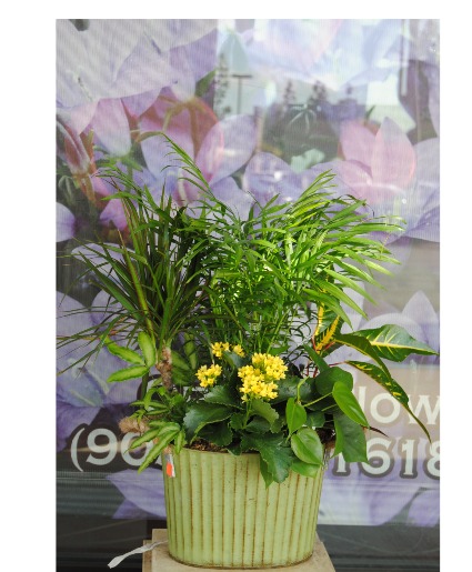 Plants Birthday / Get Well