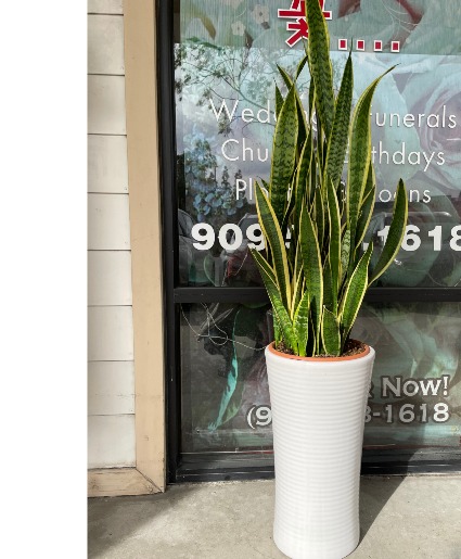 Plants Congratulations / Grand Opening