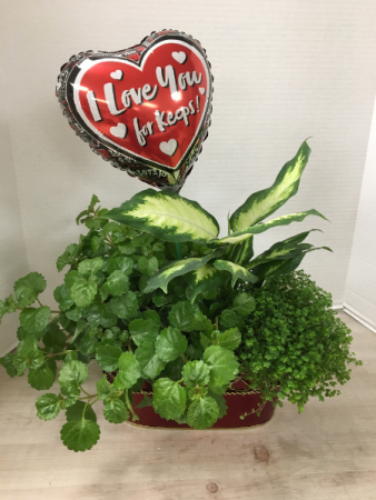 V100 - Plants for my Valentine Plant