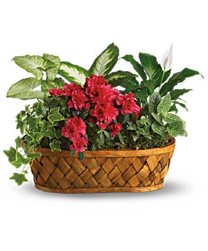 Plants Galore Garden Basket