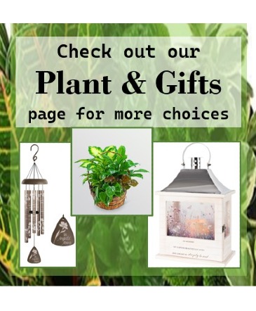Plants & Gift Page Dish Garden in Chicora, PA | Lily Dale Floral Design Studio