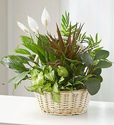 Plants Plants