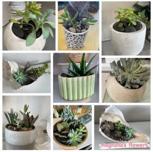 Planted Succulents 