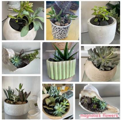 Planted Succulents 