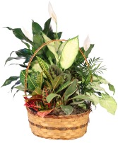 PLENTIFUL PLANT BASKET  BASKET ARRANGEMENT 