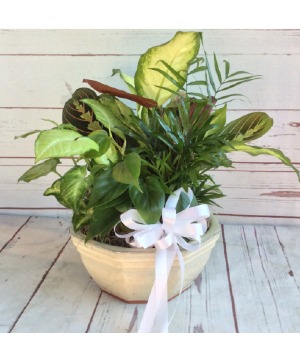 Plentiful Plants - 00327 