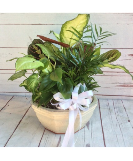 Plentiful Plants - 00327 