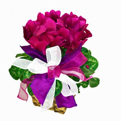Cyclamen Plant Blooming Plant