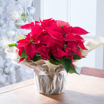 Poinsetta Plant  