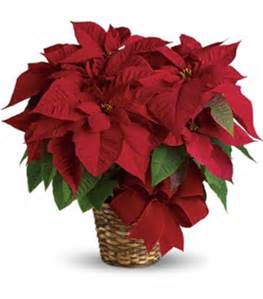 Poinsettia 