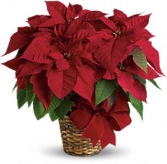 Small and Medium Red Poinsettia