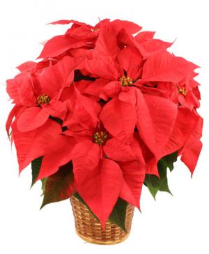 Poinsettia  