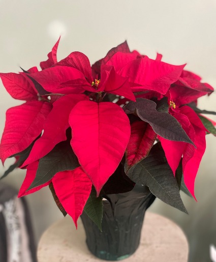 Poinsettia 