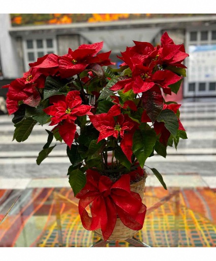 Poinsettia 
