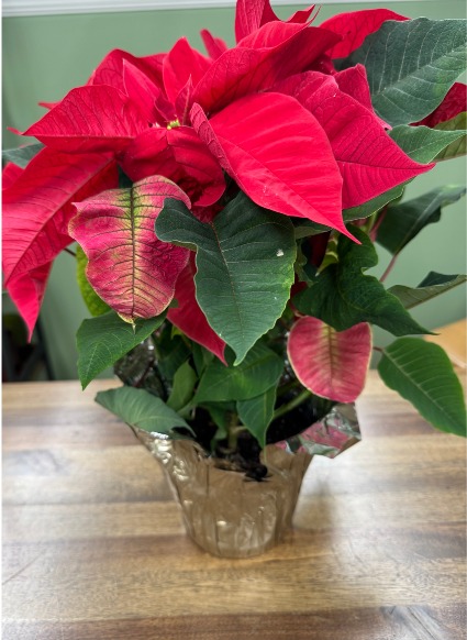 Poinsettia  
