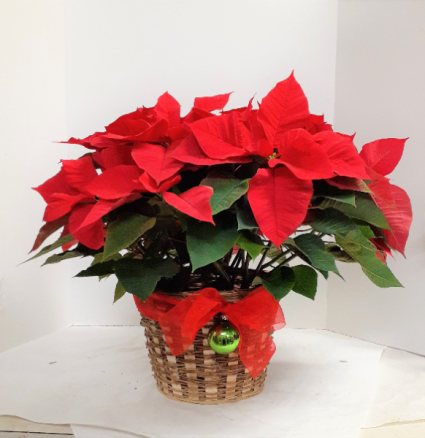 Poinsettia Basket 