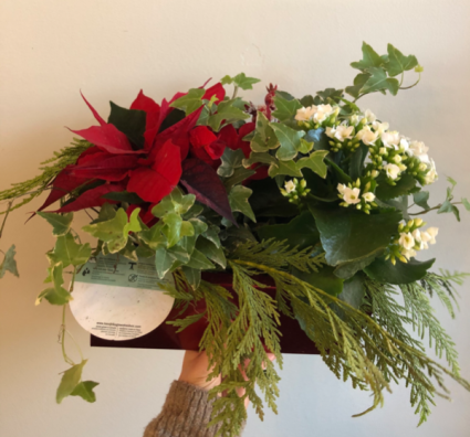 Poinsettia Holiday Planter 