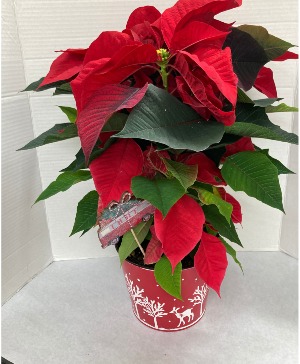 Christmas Poinsettia  6" poinsettia in a festive container!
