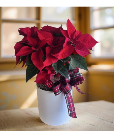 Poinsettia Dreams BEST SELLER in Whittier, CA | Rosemantico Flowers