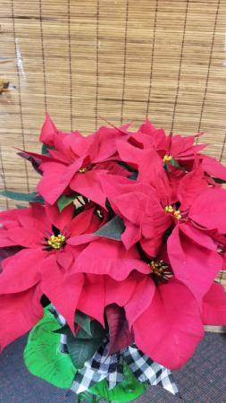 Poinsettia Glory 