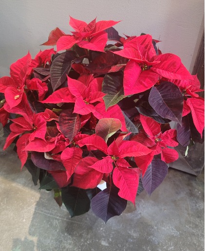 Poinsettia 6" or 10"  